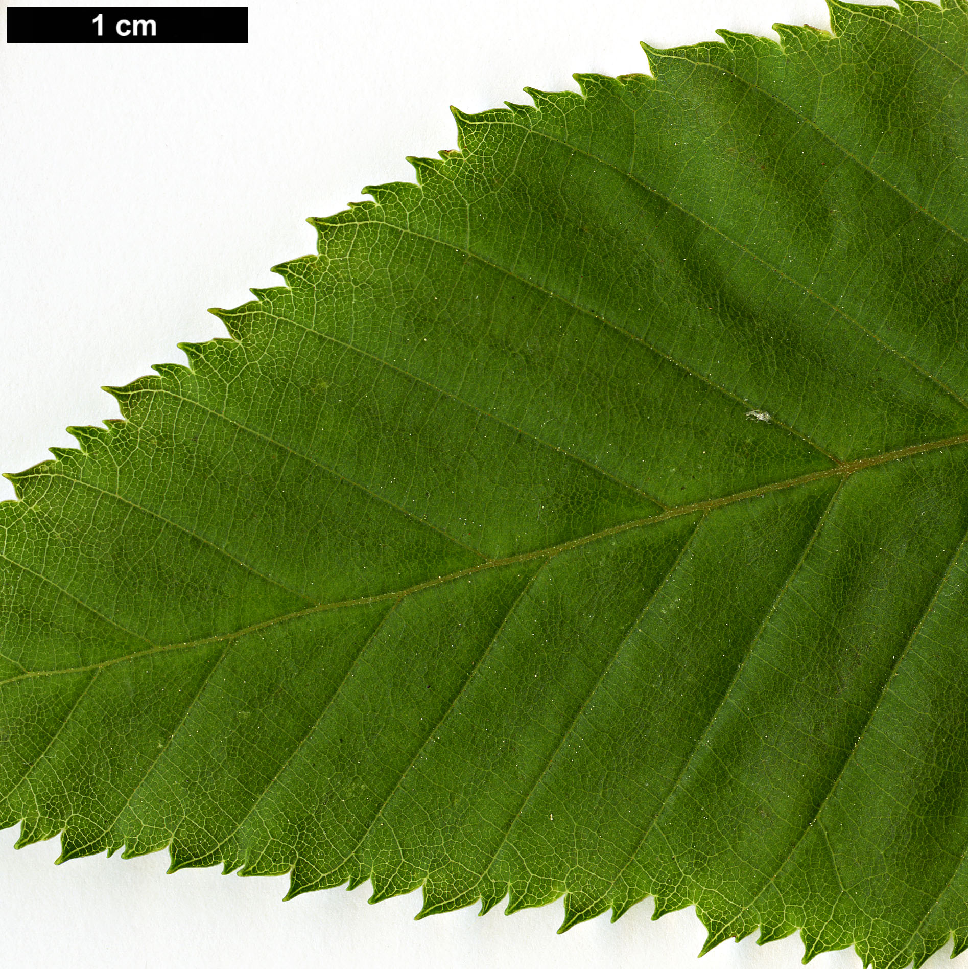 High resolution image: Family: Betulaceae - Genus: Carpinus - Taxon: polyneura